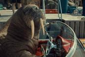 Virgin Media O2 adds walrus to animal ads menagerie